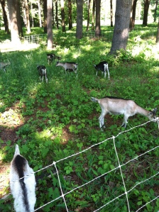 Just some goats mowing the lawn at Leddy Park for my workout.